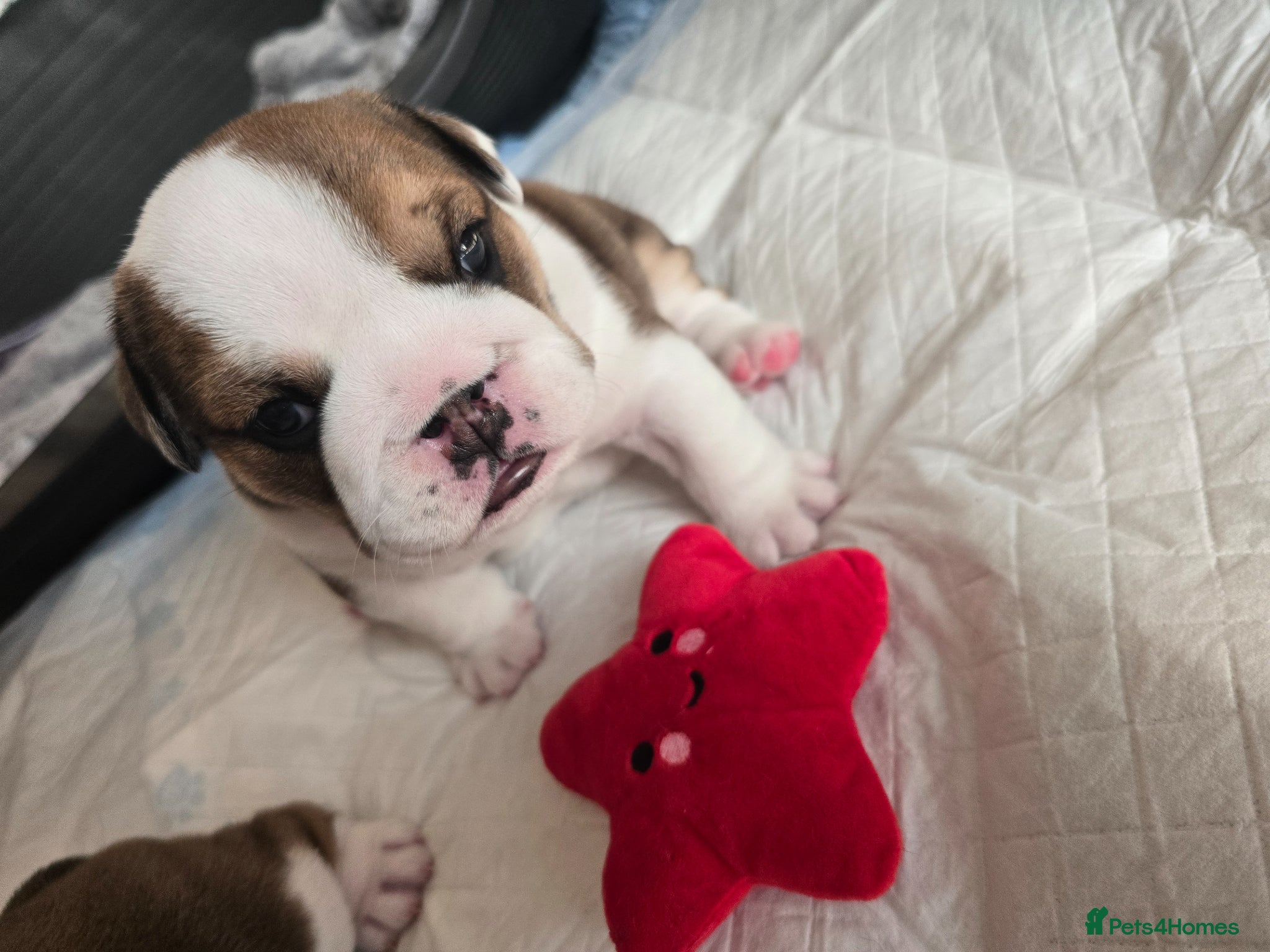 English Bulldog dogs 🐶 🔥KC registered English bulldog puppies✨️🔥 - Advert 3