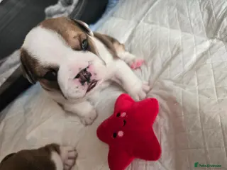 English Bulldog dogs 🐶 🔥KC registered English bulldog puppies✨️🔥 - Advert 3