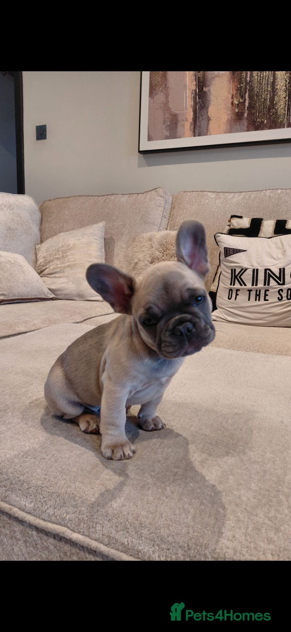French Bulldog dogs Stunning boy kc pedigree puppy - Advert 1