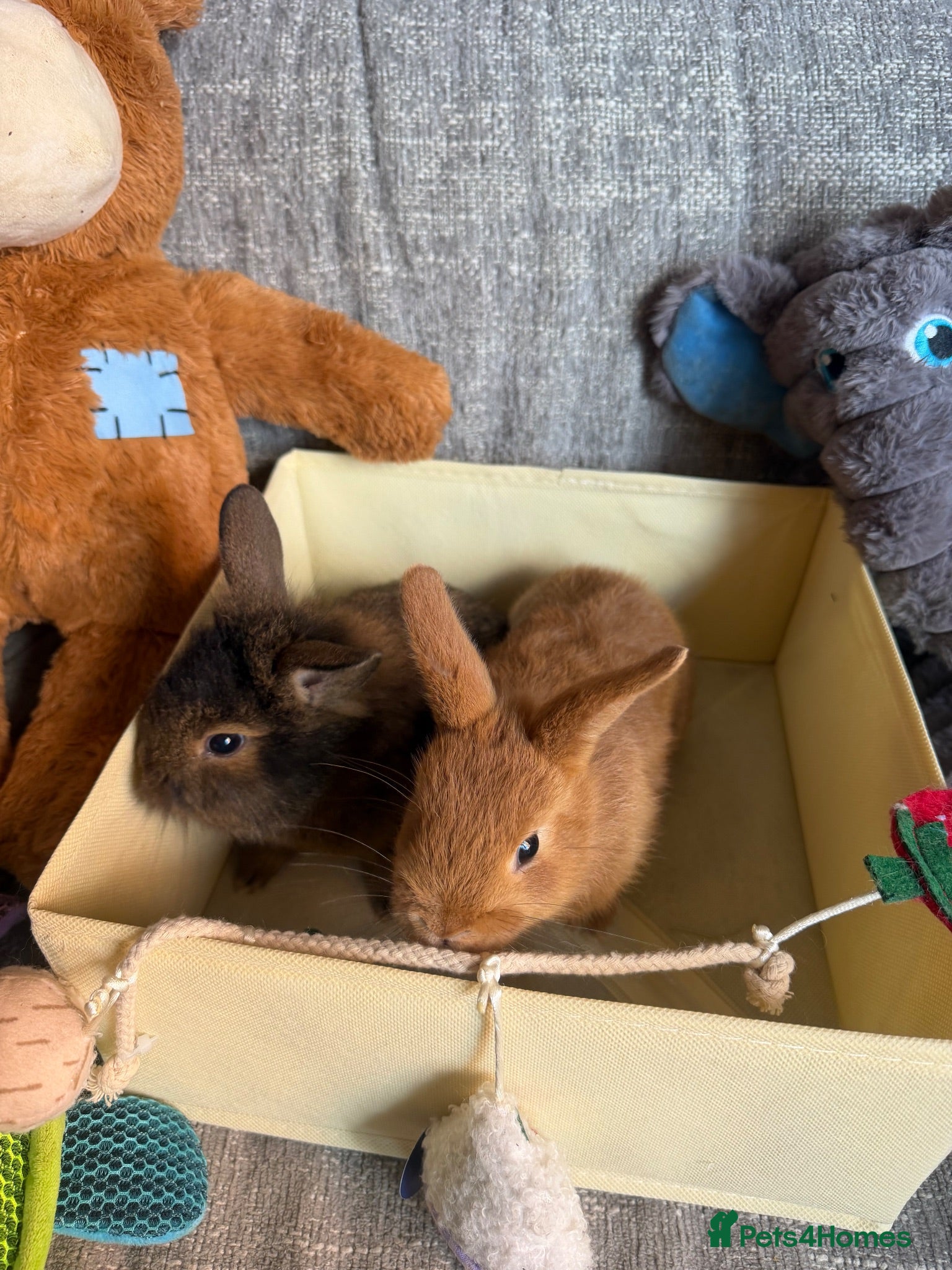 Mixed Breed rabbits ✨🐇Cute Mixed Breed Baby Bunnies Available😍🐇 - Advert 1
