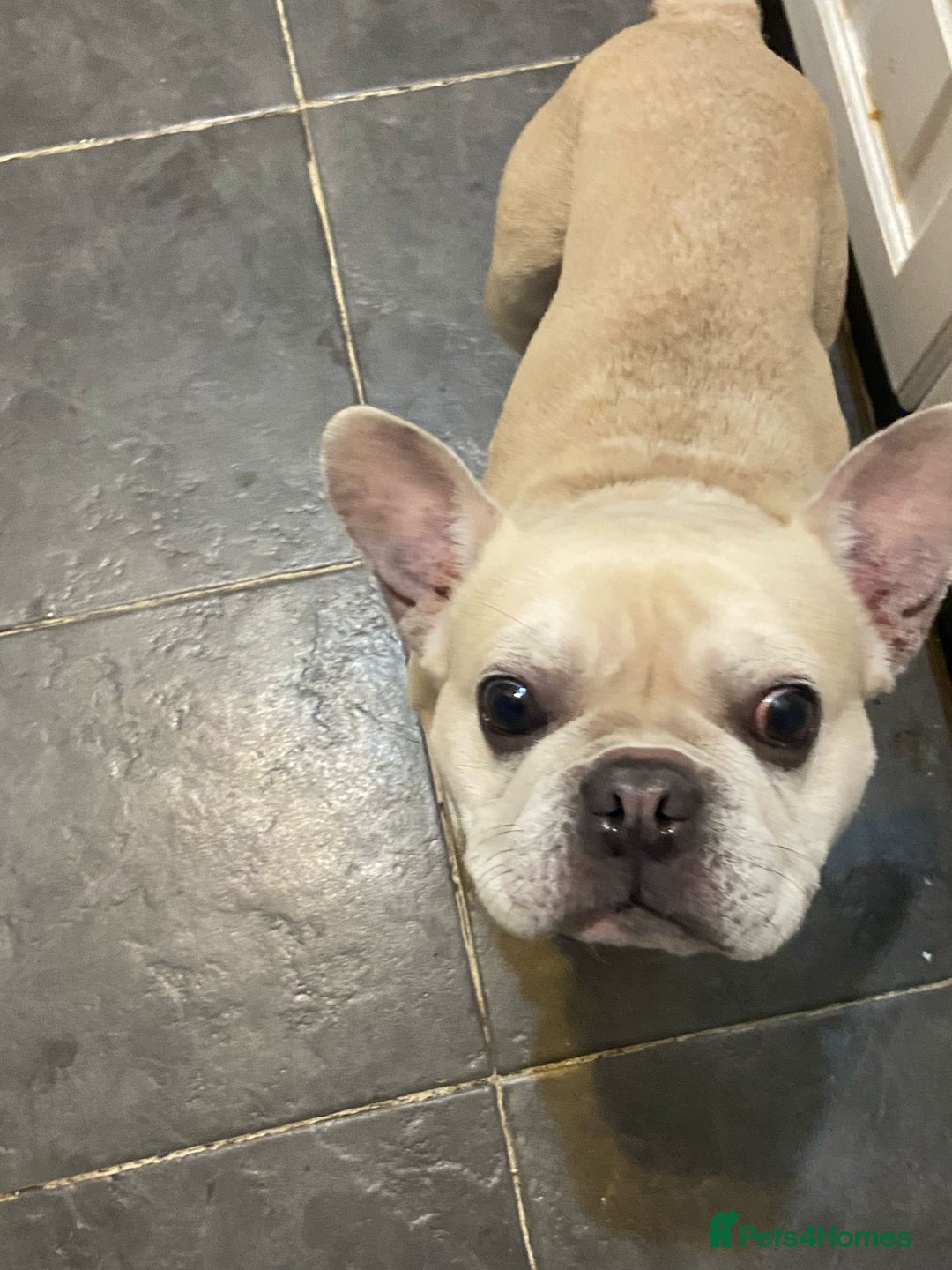 French Bulldog dogs for sale: Male French bulldog  - Image 6