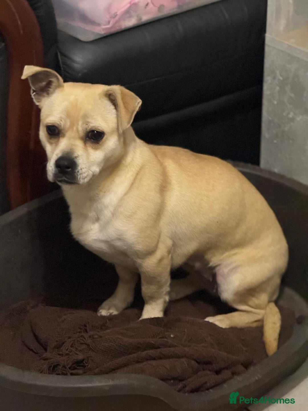 Mixed Breed dogs for adoption: Pretty Jamala ready for cuddles - Advert 16