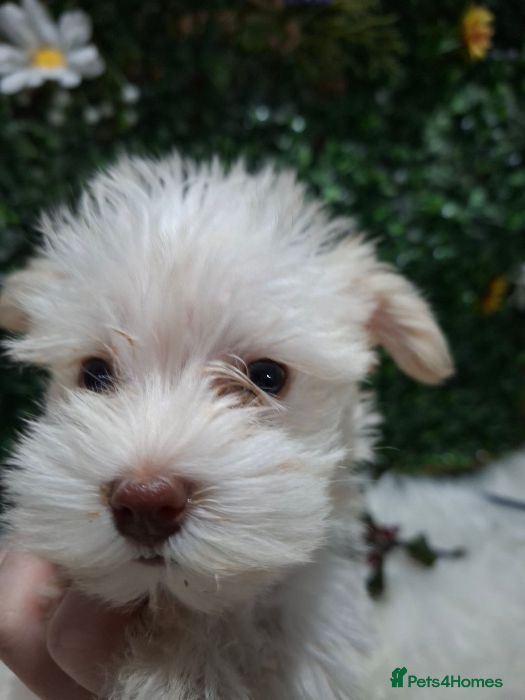 Miniature Schnauzer dogs for sale: RARE Kc USA toy schnauzer  - Advert 6