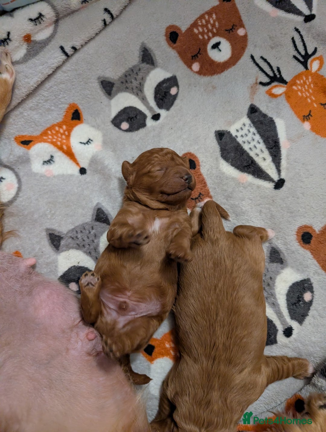 Cavapoo dogs for sale: F1B Deep Fox Red Puppies - Advert 21