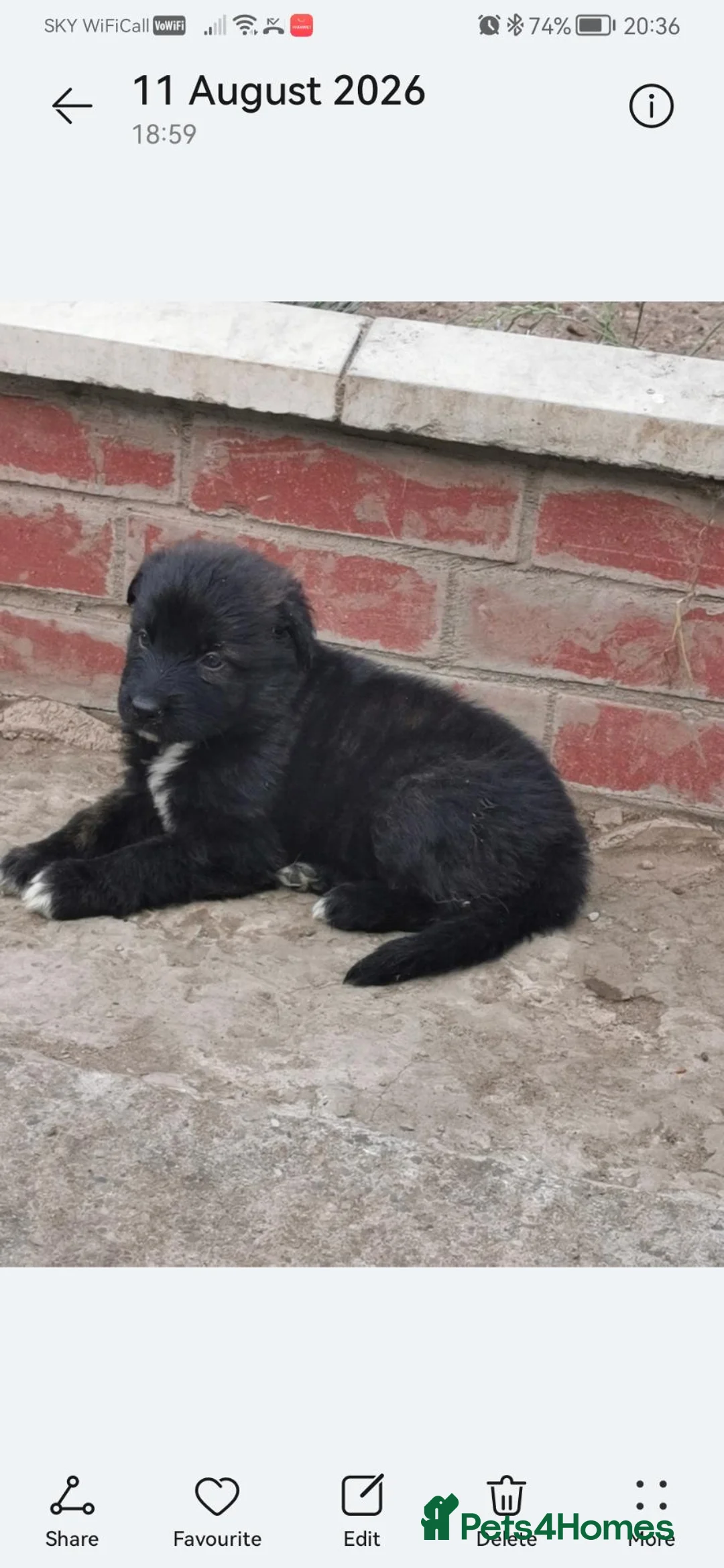German Shepherd dogs for sale: Beautiful German shepard pups  in Brigg - Advert 7
