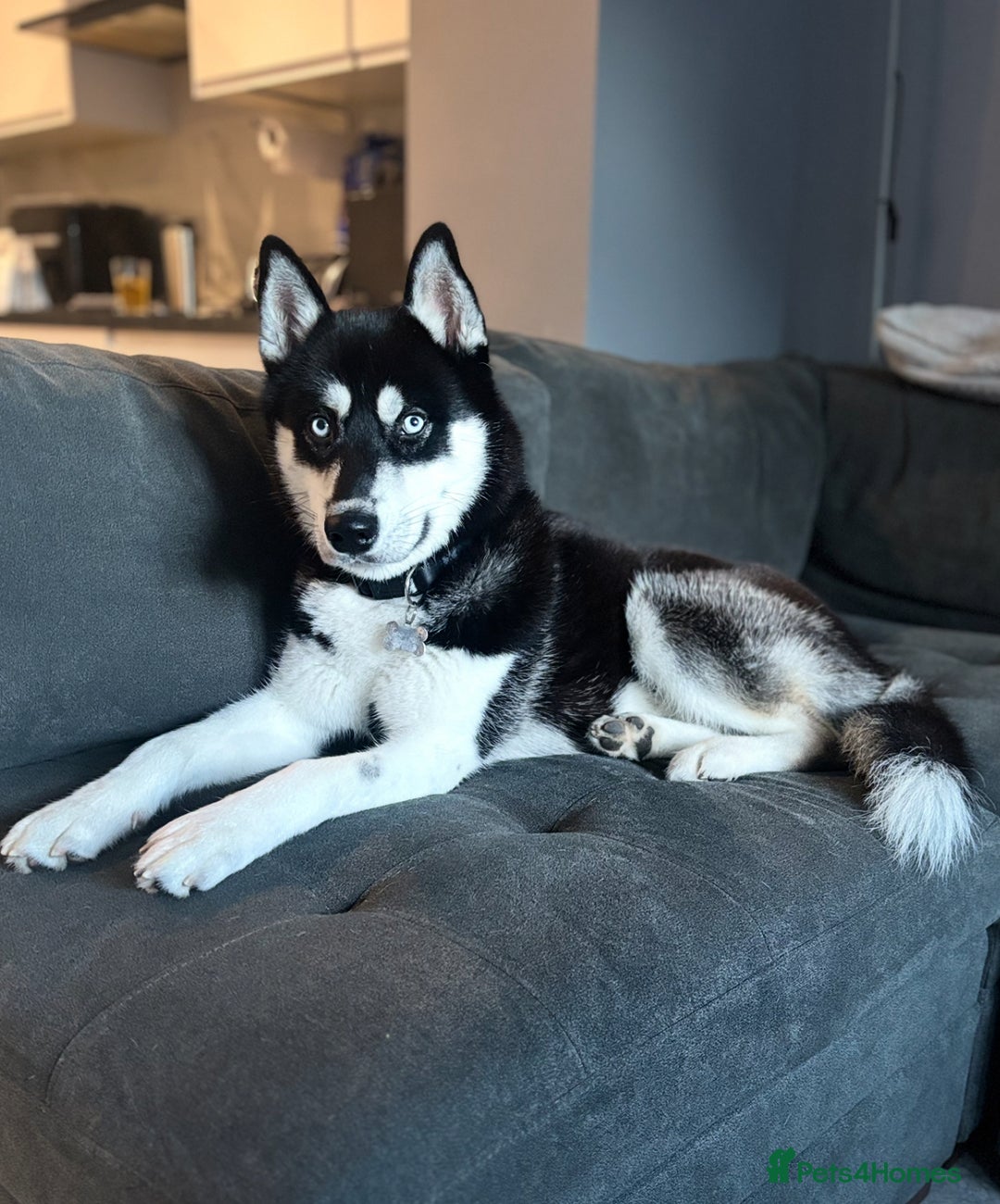 Siberian Husky dogs for sale: Siberian Husky Male Puppy - Black/White Blue Eyes - Advert 1