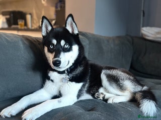 Siberian Husky dogs Siberian Husky Male Puppy - Black/White Blue Eyes - Advert 3