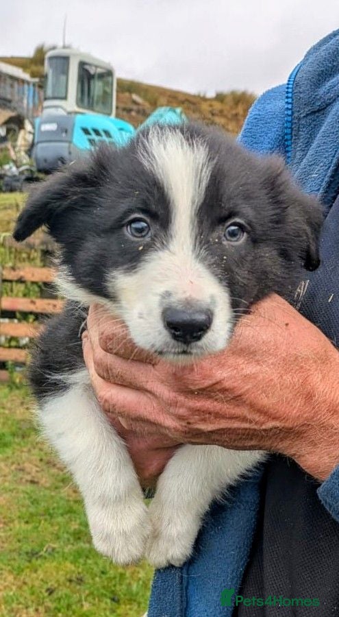 Border Collie dogs Border Collie Pups - Advert 2