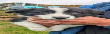 Border Collie 1