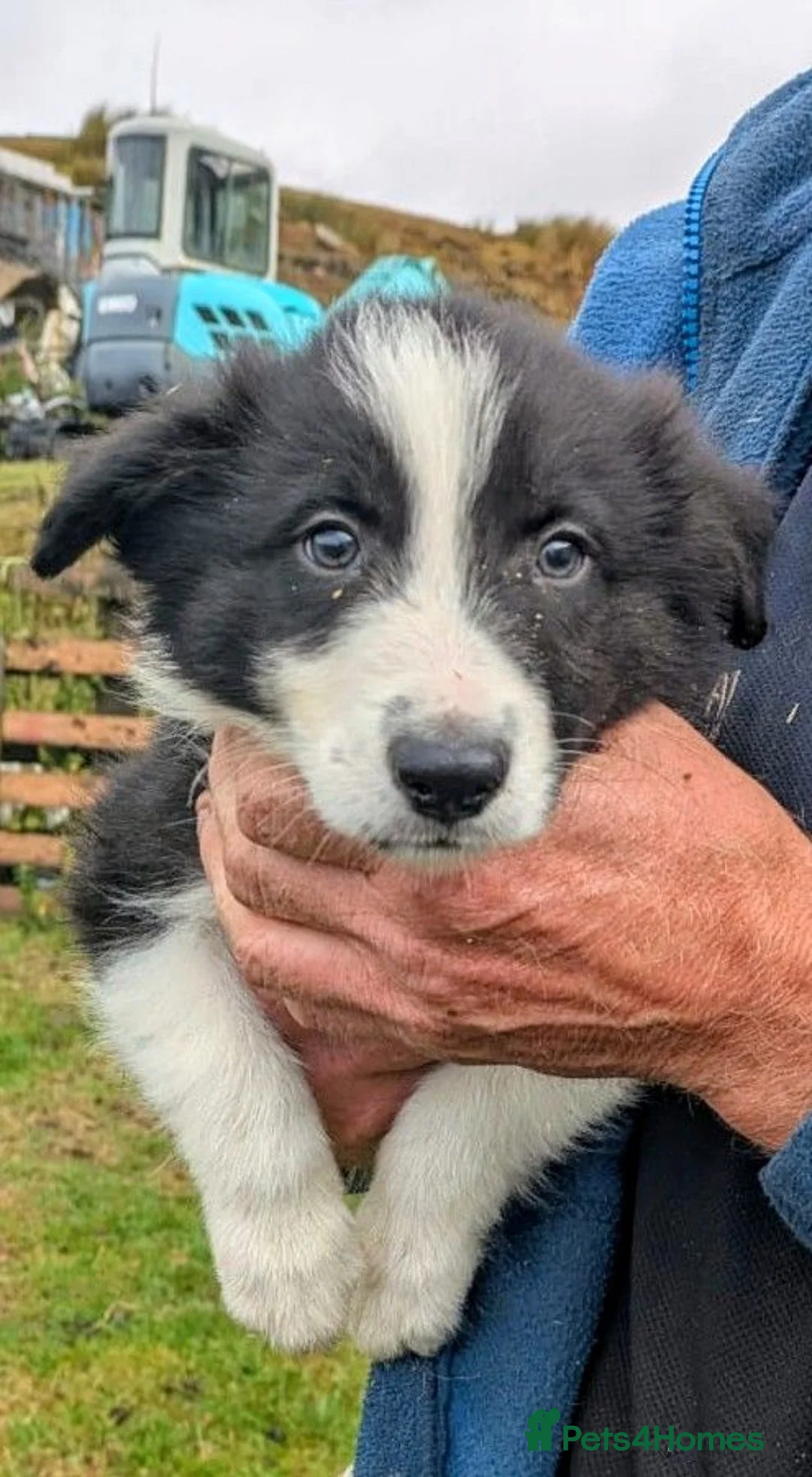 Border Collie dogs for sale: Border Collie Pups - Advert 2