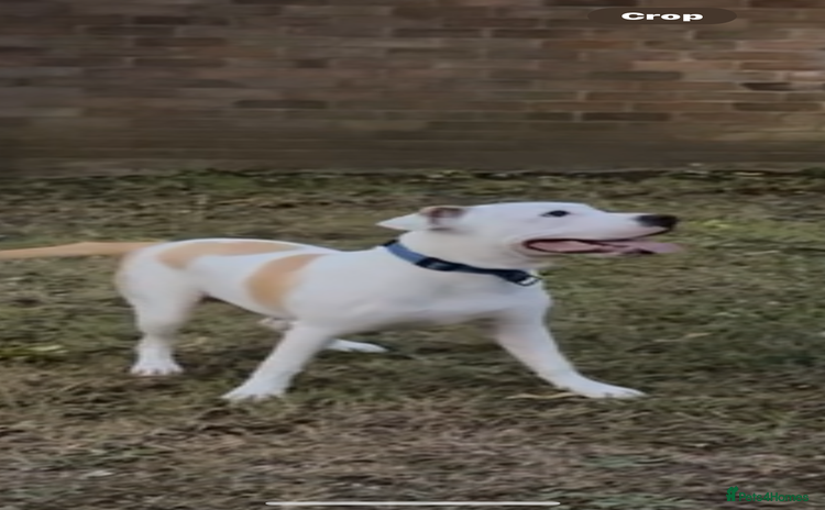 American Bulldog dogs - Advert 1