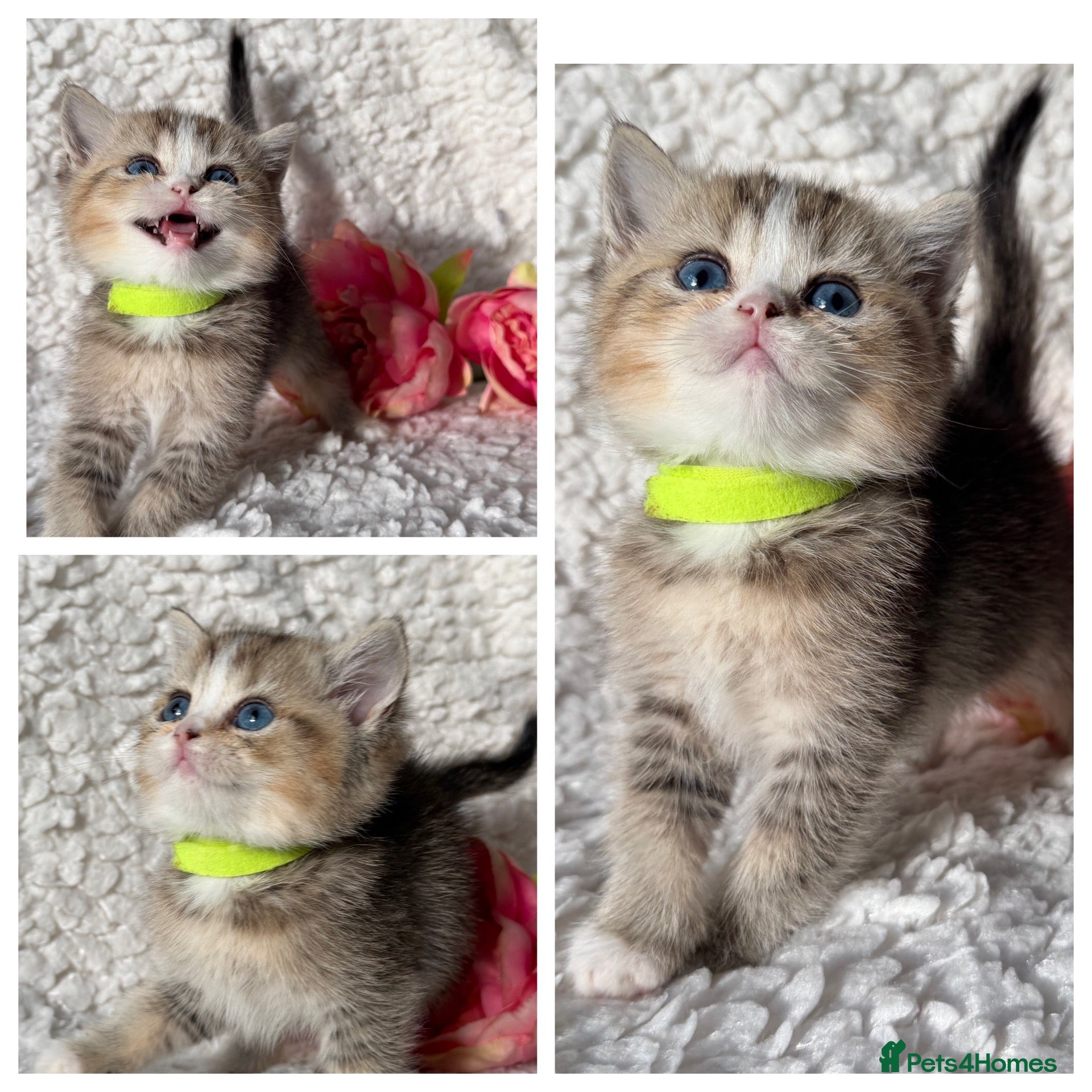 British Shorthair cats British sh/longhair odd/blue eyed golden kittens - Advert 1