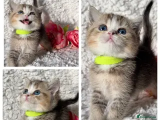 British Shorthair cats British sh/longhair odd/blue eyed golden kittens - Advert 1