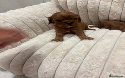 Cavalier King Charles Spaniel dogs for sale: Health tested King Charles cavalier  - Image 6