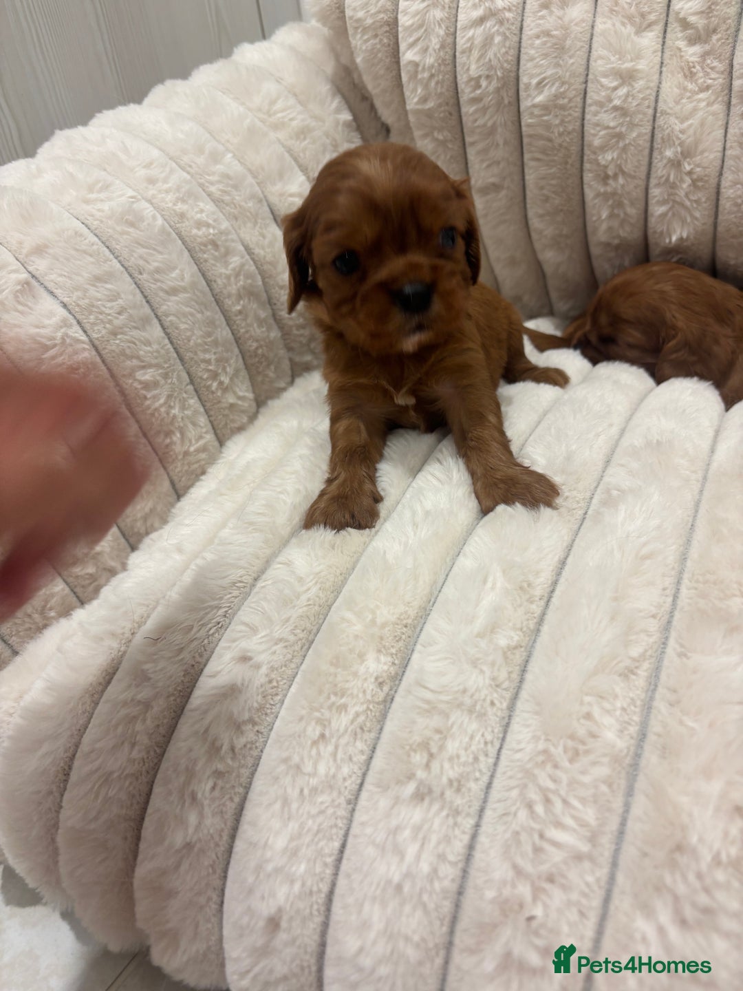 Cavalier King Charles Spaniel dogs for sale: Health tested King Charles cavalier  - Image 6