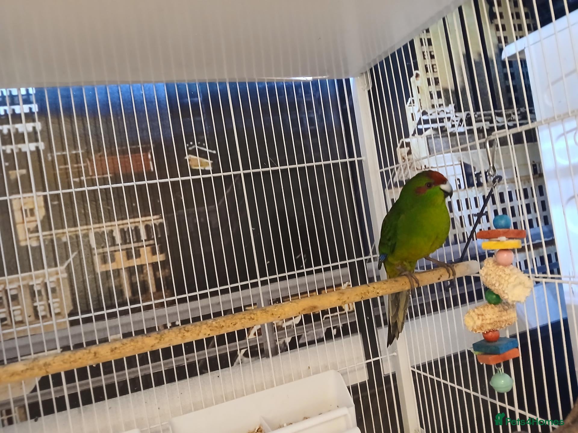 Cockatiels birds Kakariki for sale in Dunfermline - Advert 12