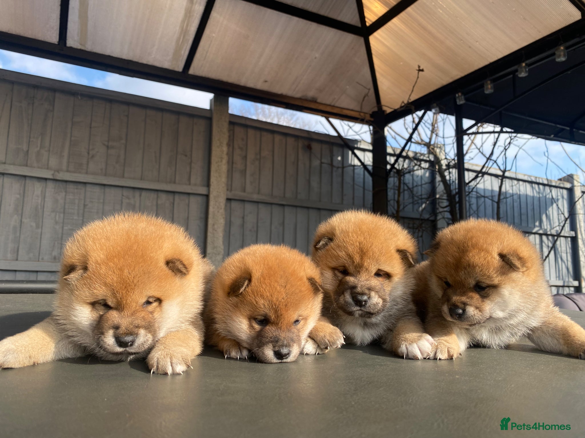 Japanese Shiba Inu dogs Clear DNA red Shiba Inu puppy champion parents - Advert 5