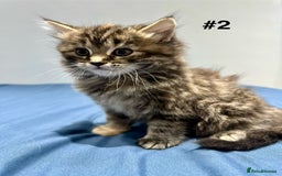 Mixed Breed cats for sale: 4 fluffy girls - Image 8