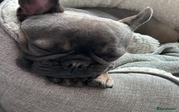 French Bulldog dogs for sale: 3 Year old French Bulldog - Image 6