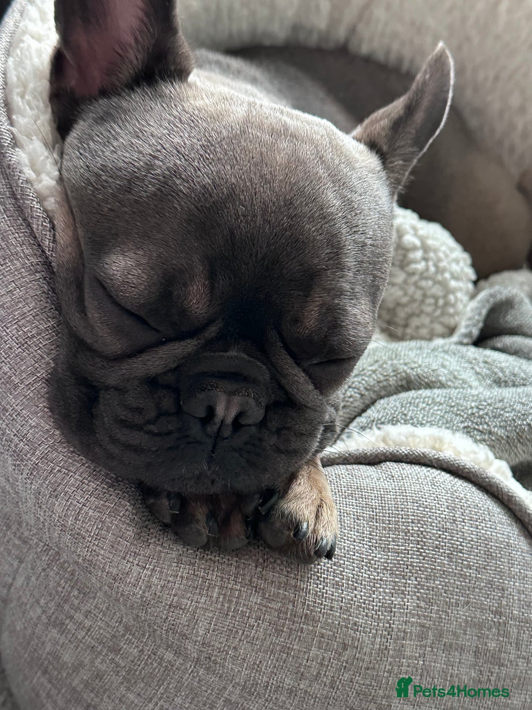 French Bulldog dogs for sale: 3 Year old French Bulldog - Image 6