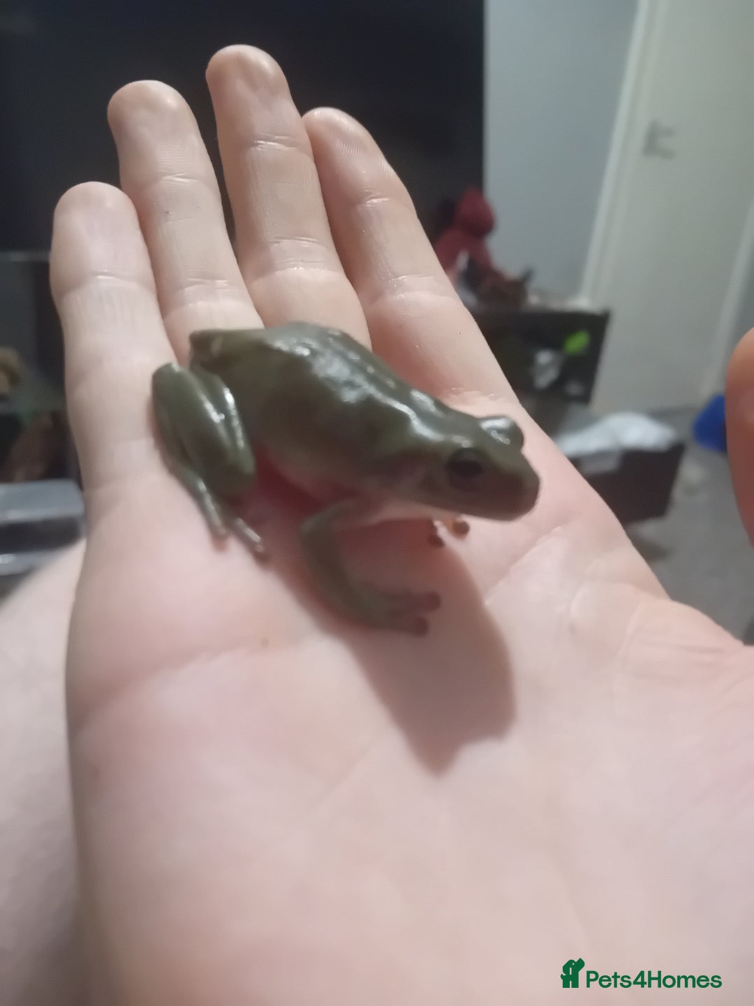 Frog reptiles for sale: Seeing white tree frogs - Advert 3