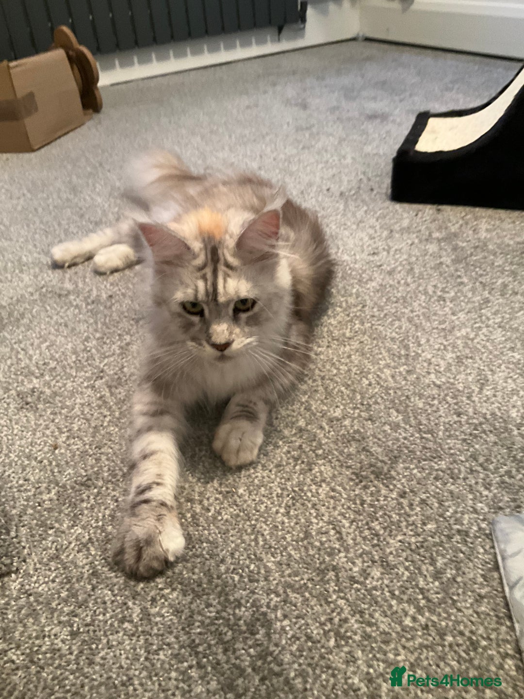 Maine Coon cats for sale: Very large beautiful Main coons - Image 4