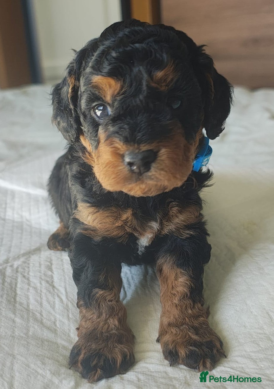 Cockapoo dogs Gorgeous Cockapoo puppies F1B - Advert 3