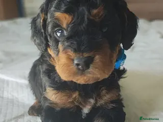 Cockapoo dogs Gorgeous Cockapoo puppies F1B - Advert 2