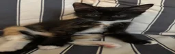 Mixed Breed cats for sale: Mixed breed chunky fluffy kittens - Advert 19