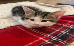 Mixed Breed cats for sale: Ready Now! - Loving and Playful kittens - Image 8