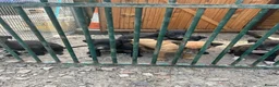 Lurcher dogs for sale: Lurcher puppies  in Manchester - Advert 5