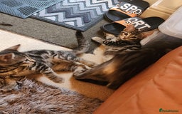 European cats for sale: 7 Lovely tabby kittens for sale - Image 14