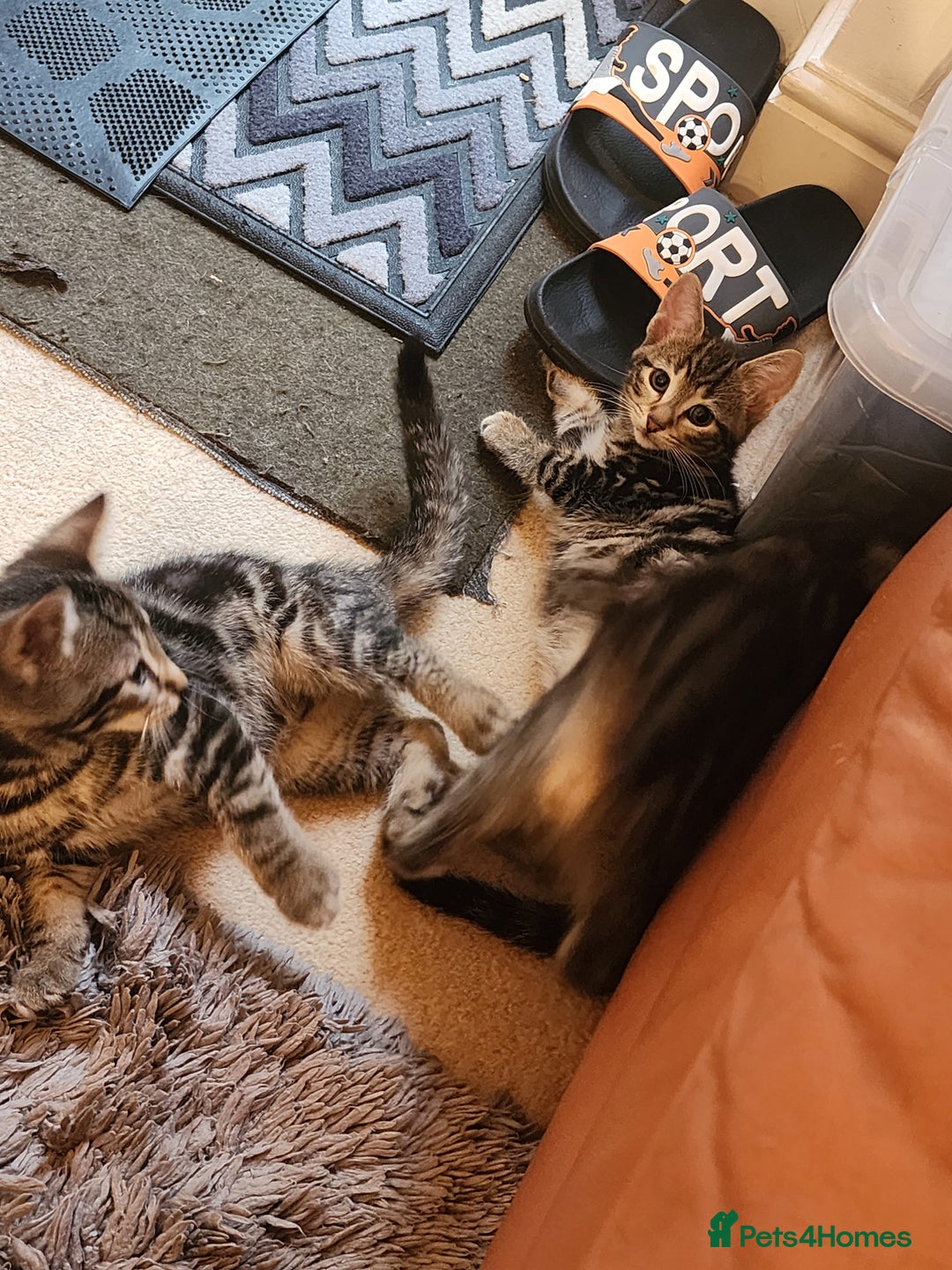 European cats for sale: 7 Lovely tabby kittens for sale - Image 14