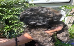 Cavapoo dogs for sale: Beautiful Toy F1b Cavapoo puppies  in Liskeard - Image 27