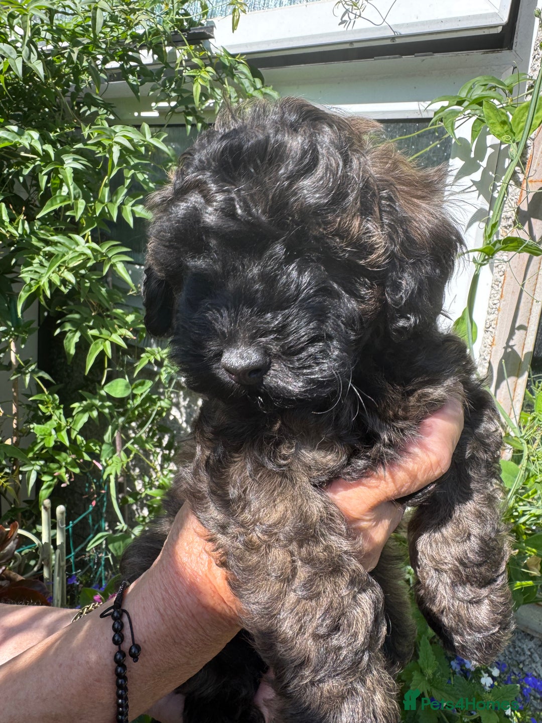 Cavapoo dogs for sale: Beautiful Toy F1b Cavapoo puppies  in Liskeard - Image 27