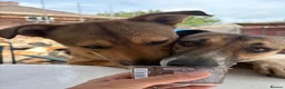 Mixed Breed dogs for adoption: Toffee - Norwich Norfolk  in Norwich - Advert 28