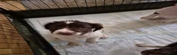 English Springer Spaniel dogs for sale: ​Working Springer Spaniel Bitches – Ready Soon!  - Advert 13