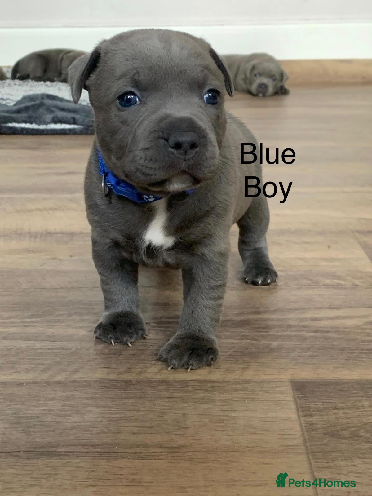 Staffordshire Bull Terrier dogs Champions Bloodlines Staffordshire Bull Terrier Pu - Advert 1