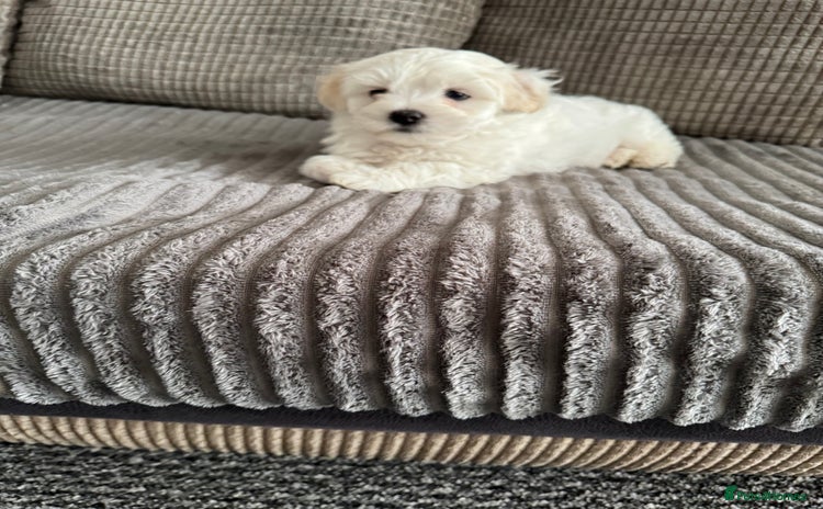 Bichon Frise dogs - Advert 1