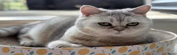 Scottish Fold cats for sale: 4 gorgeous Scottish Straight kittens - Advert 1