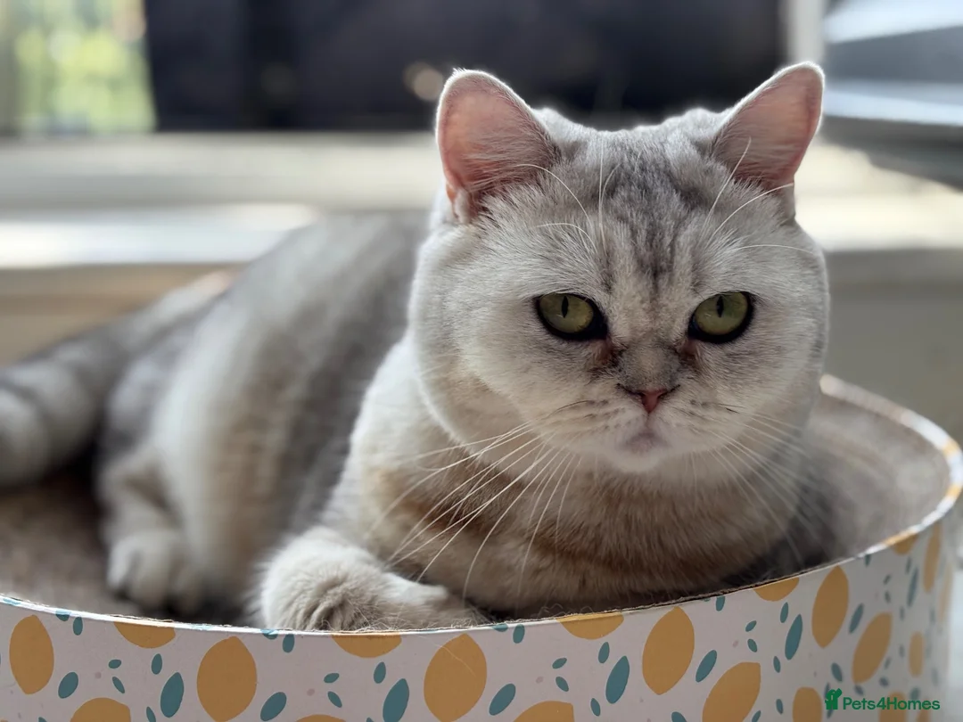 Scottish Fold cats for sale: 4 gorgeous Scottish Straight kittens - Advert 1