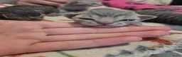 Devon Rex cats for sale: 💛 Devon Rex Kittens–2027 Litter Reservations 💛 - Advert 29