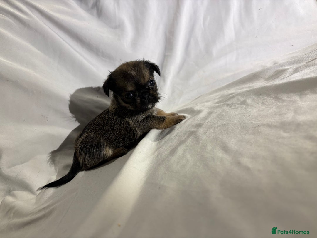 Griffon Bruxellois dogs for sale: Brussels griffons  - Advert 3