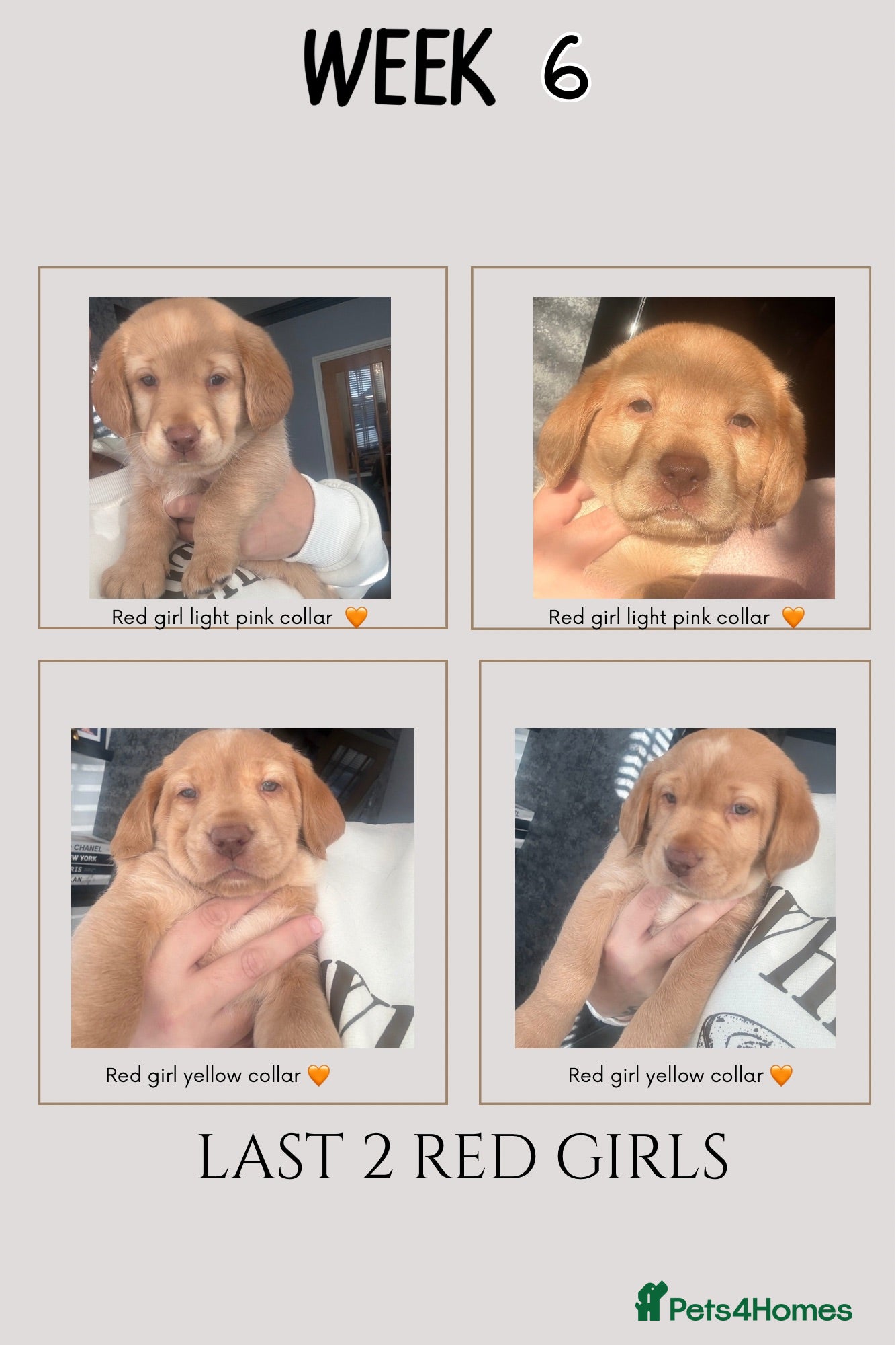 Cockerdor dogs Labrador / Cockerdor Puppies  - Advert 4