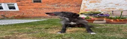 Mixed Breed dogs for sale: Bedlington Whippet Puppies  in Tadcaster - Advert 5