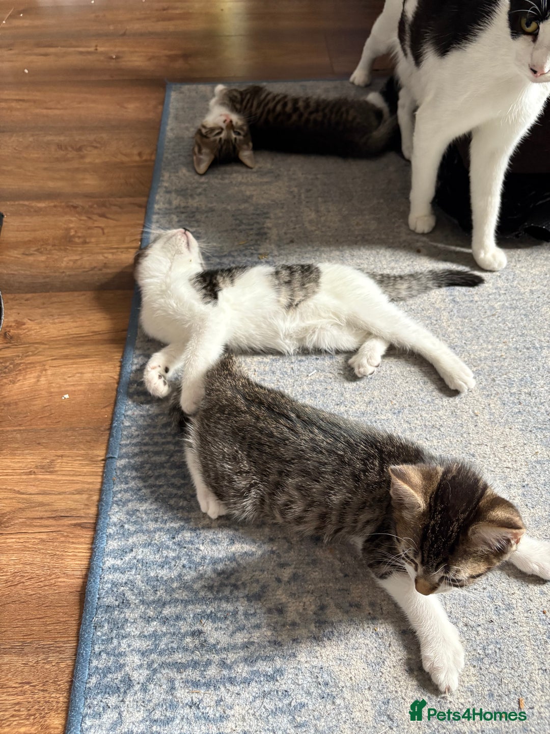 Mixed Breed cats for sale: Kittens  - Image 8