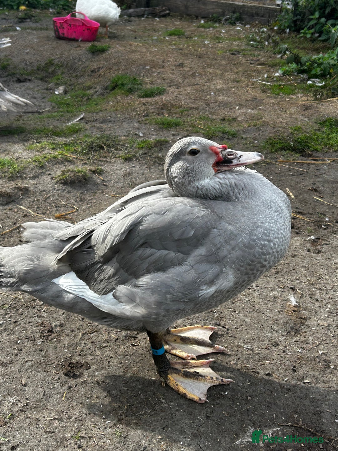 Ducks poultry for sale: 2x Friendly Young Lavender Muscovy Drakes - Image 6