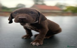 German Shorthaired Pointer dogs for sale: German shorthaired pointer x Vizsla puppies in Northallerton - Image 7