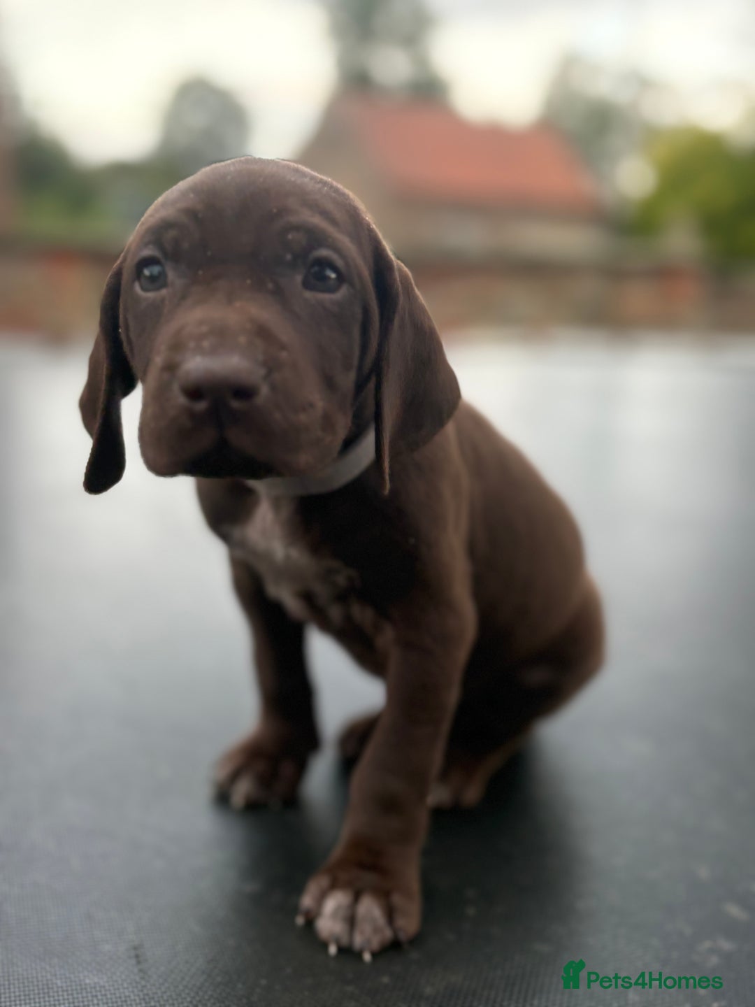 German Shorthaired Pointer dogs for sale: German shorthaired pointer x Vizsla puppies in Northallerton - Image 7