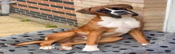 Boxer dogs for stud: PROVEN KC REGISTERED BOXER STUD - Red Flashy Male in London - Advert 3